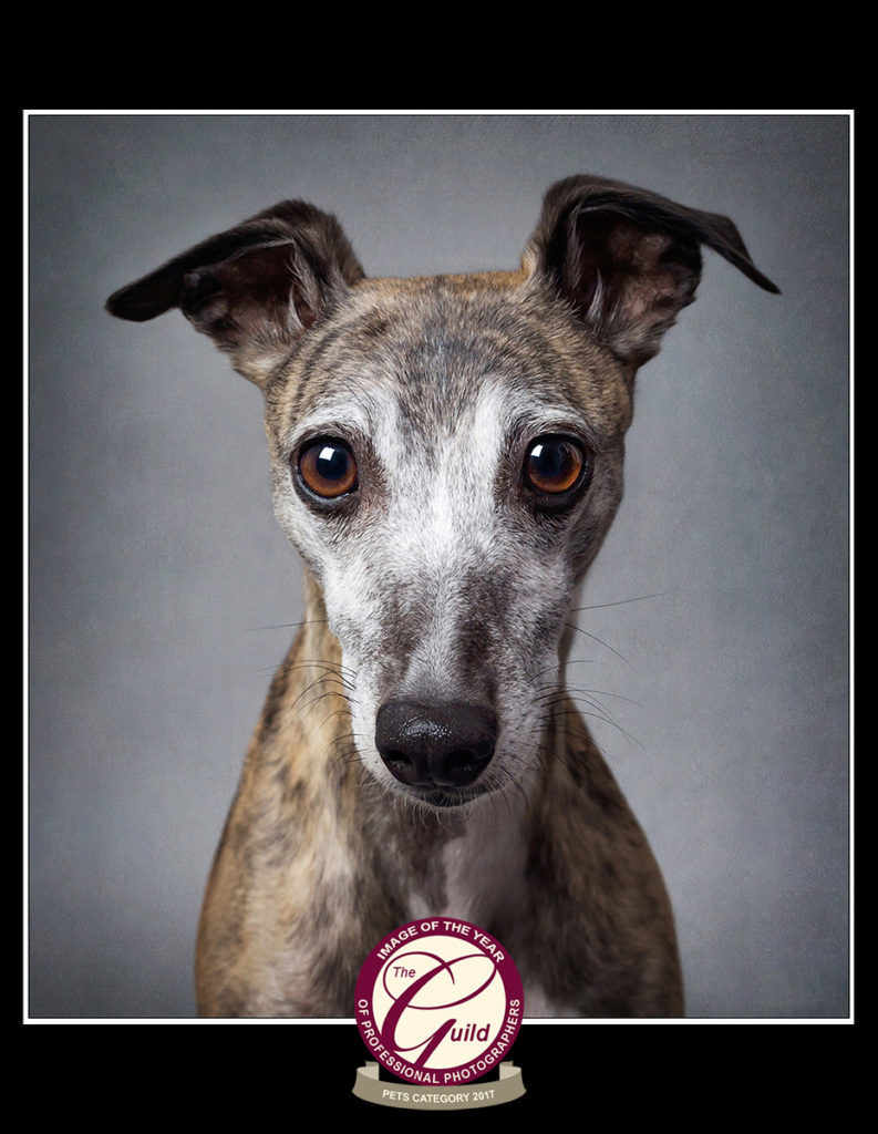 Whippet Pet Photography Image of the Year with the Guild of Photographers