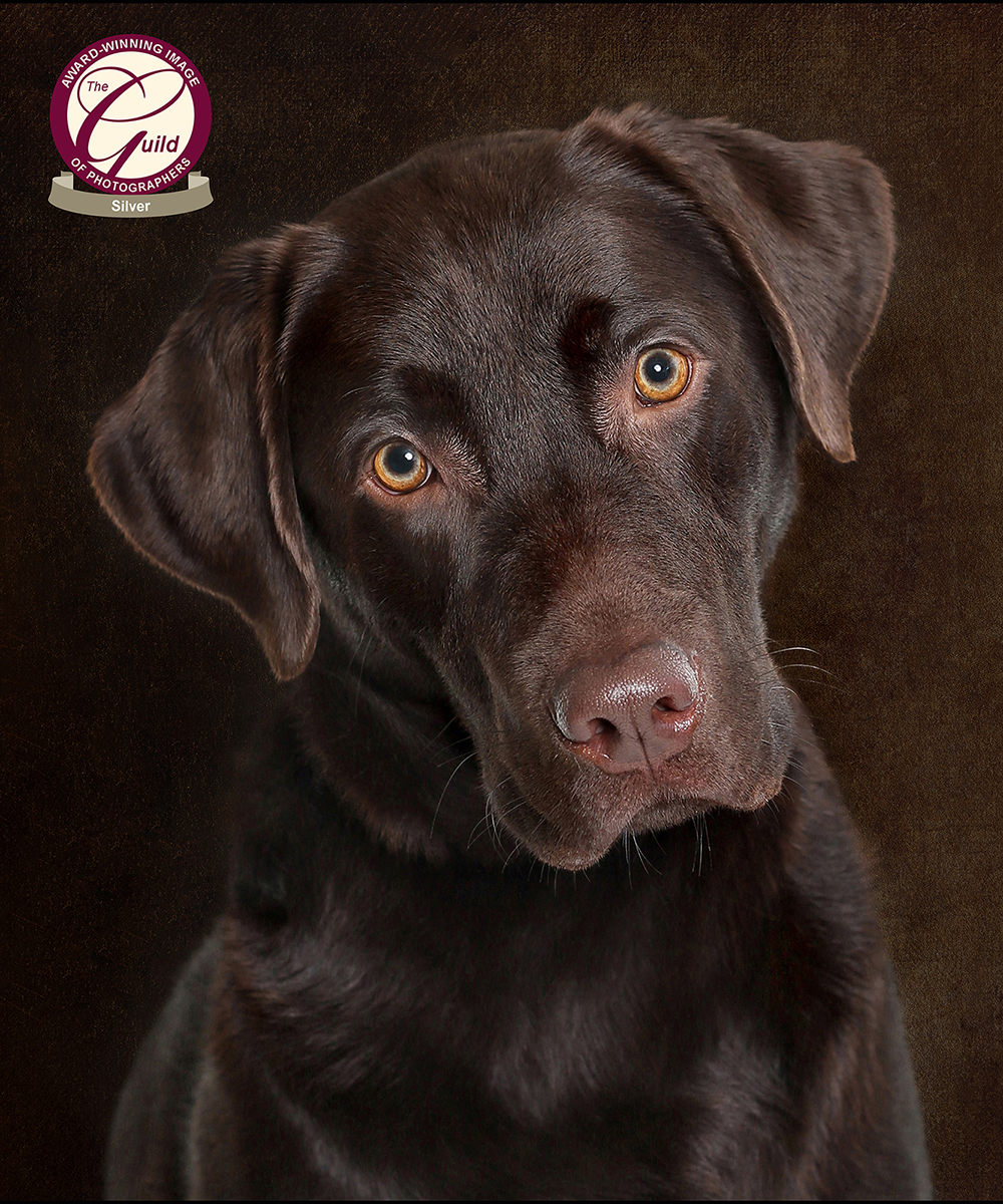 Silver award winning image of a chocolate labrador, with the Guild of Photographers. Taken by Karen Riches, Red Frog Photography