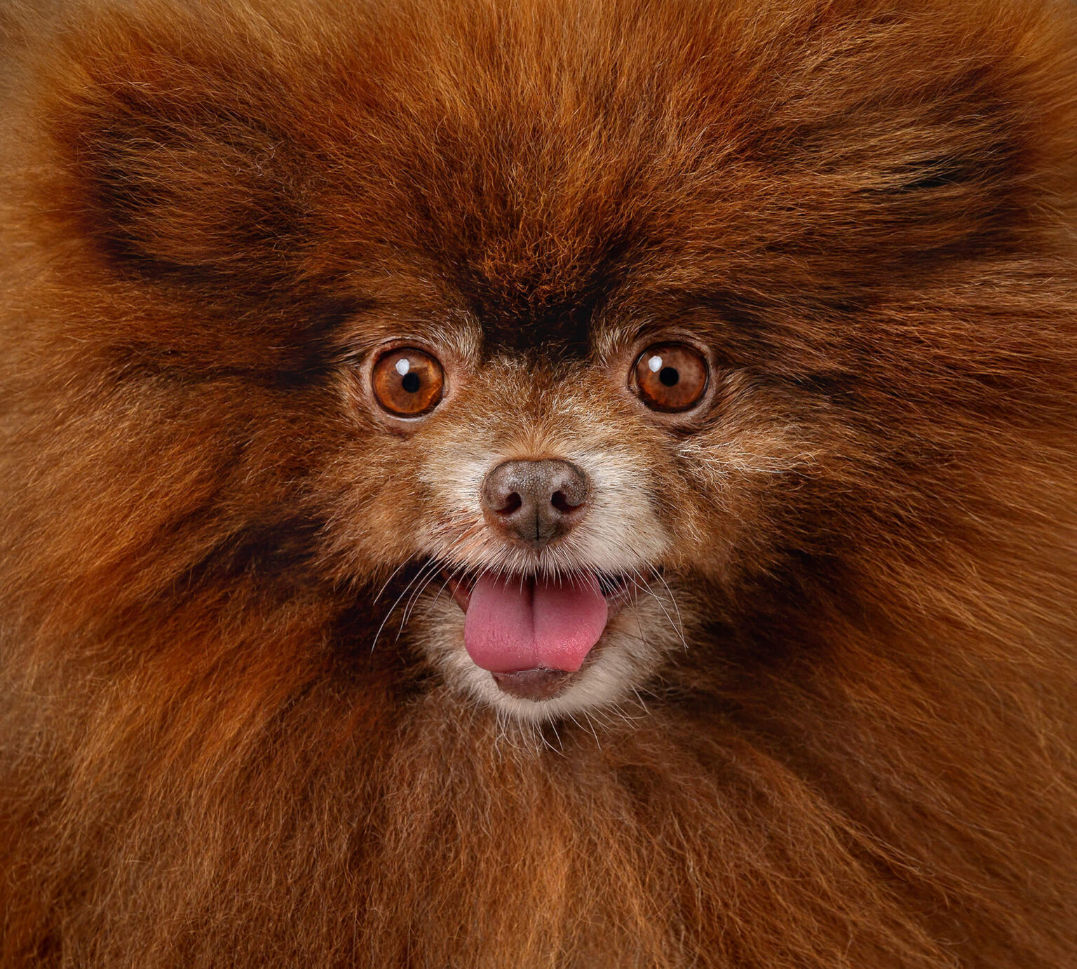 10 Cute dogs with 10 Funny Expressions! - Red Frog Studio Photography