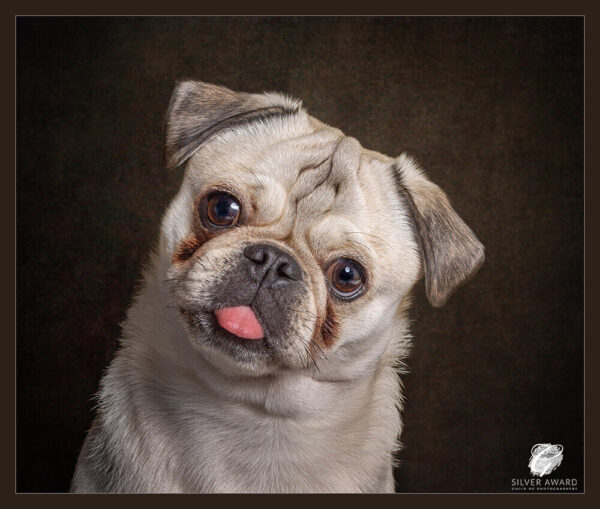10 Cute dogs with 10 Funny Expressions! - Red Frog Studio Photography