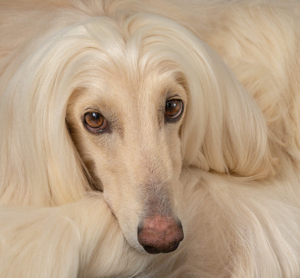 Afghan Hounds Dog Photoshoot