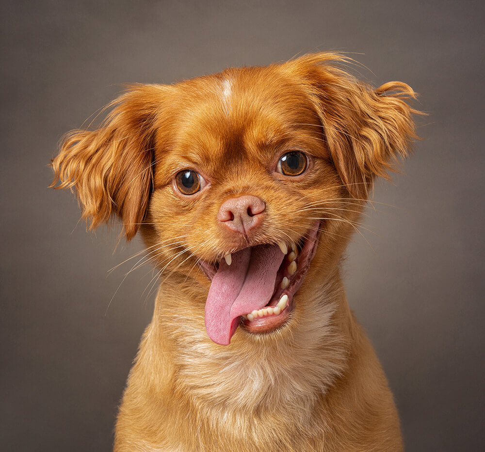 10 Cute dogs with 10 Funny Expressions! - Red Frog Studio Photography